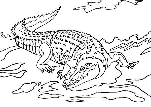 Coloring page: Crocodile (Animals) #4984 - Free Printable Coloring Pages