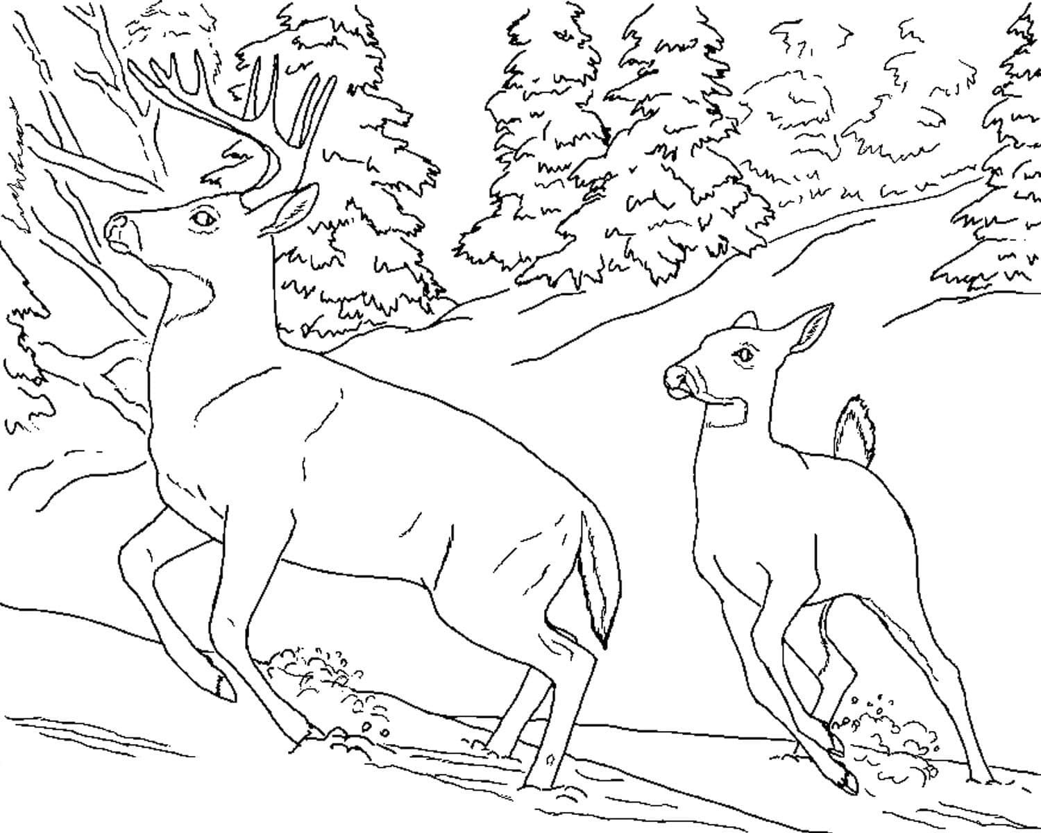 Free printable Deer coloring page #191054 from Animals collection