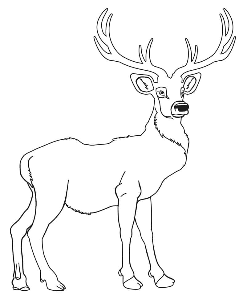 Free printable Deer coloring page #191056 from Animals collection Free printable Deer coloring page #191056 from Animals collection