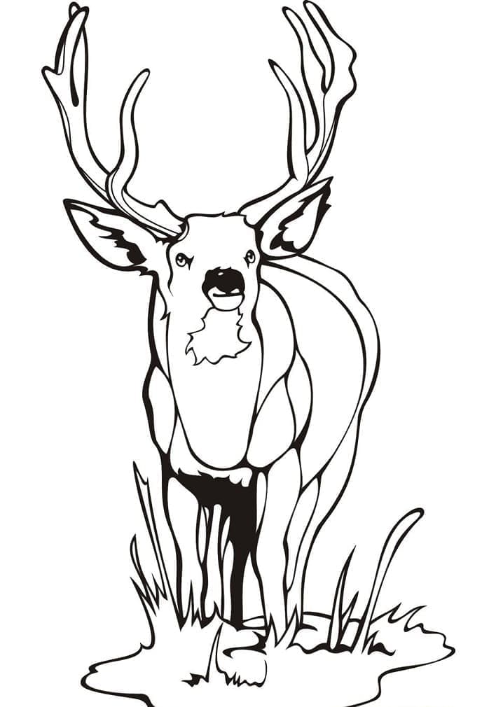 Free printable Deer coloring page #191067 from Animals collection