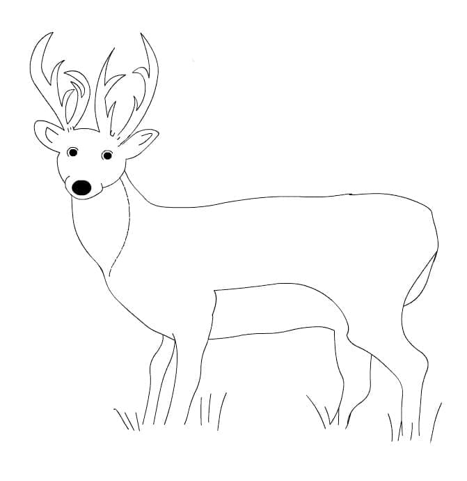 Free printable Deer coloring page #191068 from Animals collection