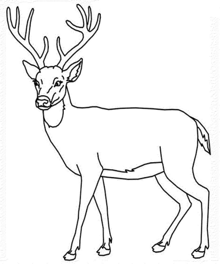 Free printable Deer coloring page #191075 from Animals collection