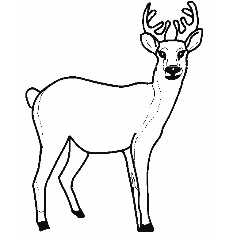 Coloring page: Deer (Animals) #2562 - Printable coloring pages