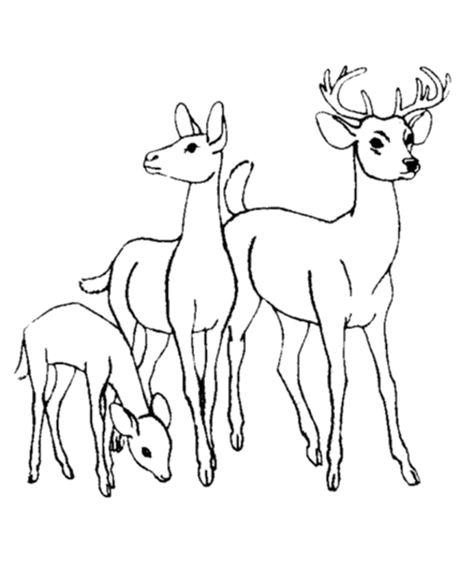 Coloring page: Deer (Animals) #2563 - Free Printable Coloring Pages