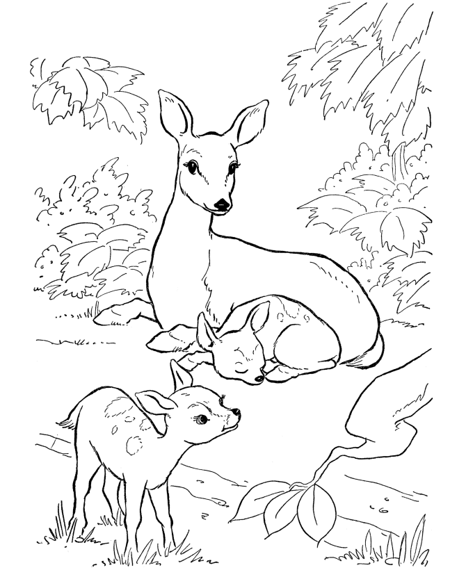 Coloring page: Deer (Animals) #2565 - Free Printable Coloring Pages