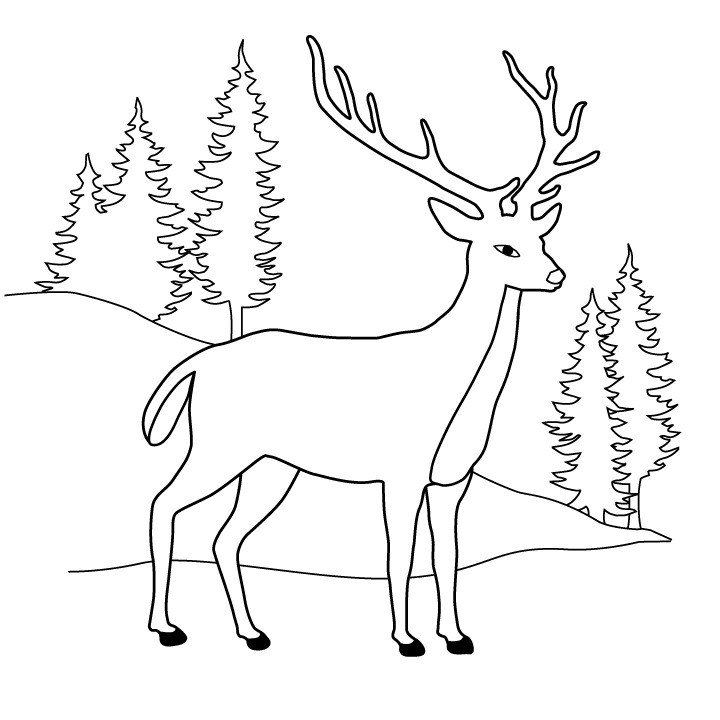 Coloring page: Deer (Animals) #2567 - Free Printable Coloring Pages