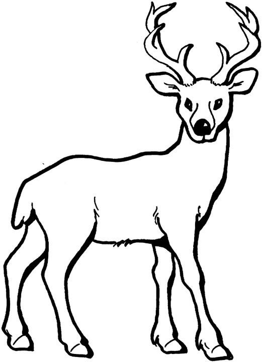Coloring page: Deer (Animals) #2570 - Printable coloring pages