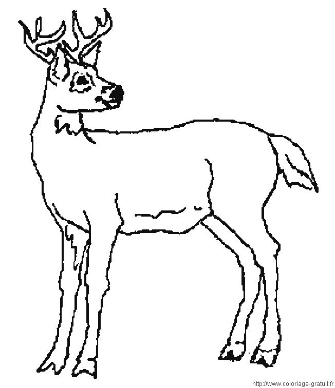 Coloring page: Deer (Animals) #2573 - Printable coloring pages