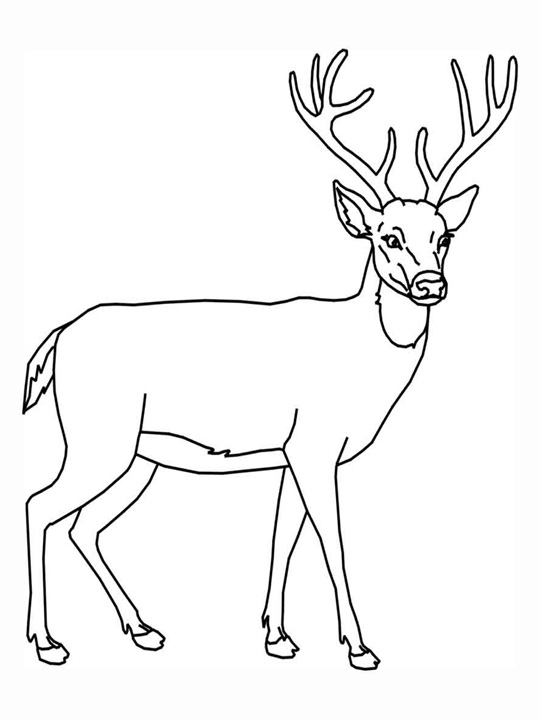 Coloring page: Deer (Animals) #2575 - Free Printable Coloring Pages