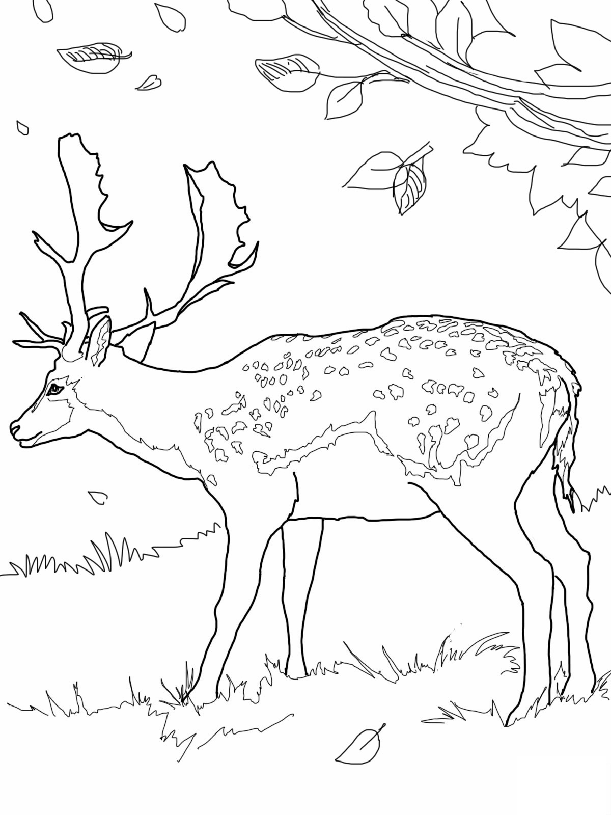 Coloring page: Deer (Animals) #2579 - Printable coloring pages