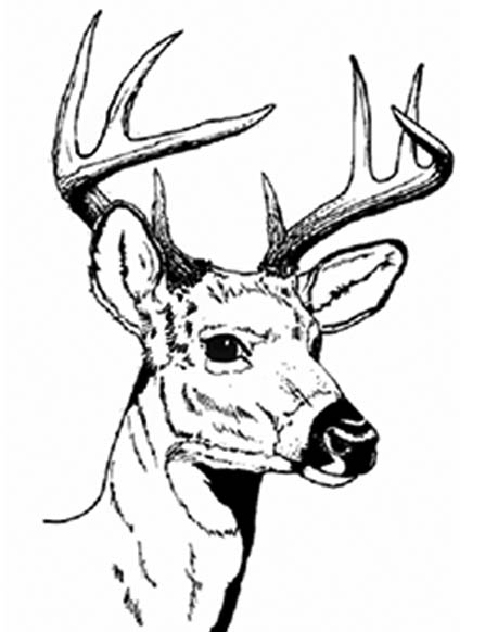 Coloring page: Deer (Animals) #2580 - Printable coloring pages