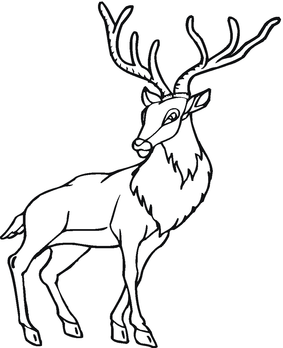 Coloring page: Deer (Animals) #2587 - Free Printable Coloring Pages