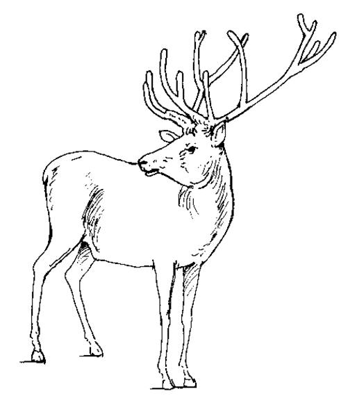 Coloring page: Deer (Animals) #2590 - Free Printable Coloring Pages