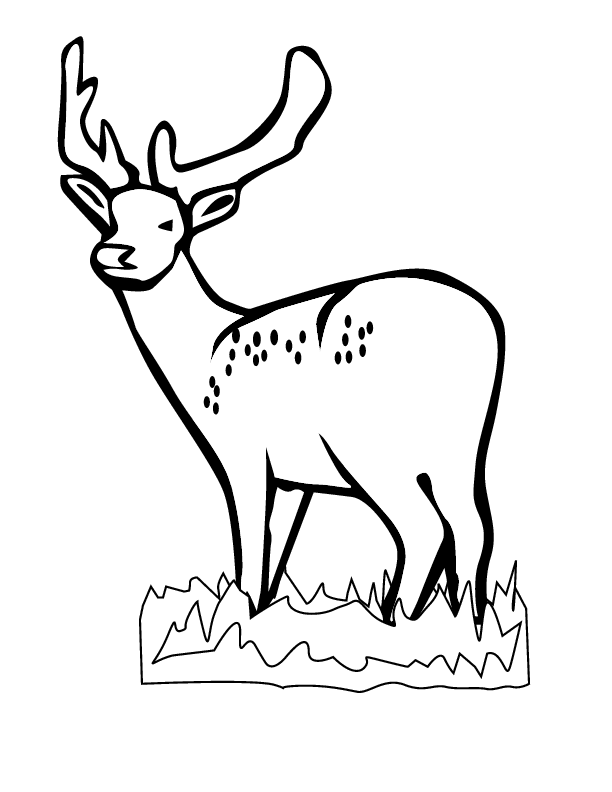 Coloring page: Deer (Animals) #2595 - Printable coloring pages