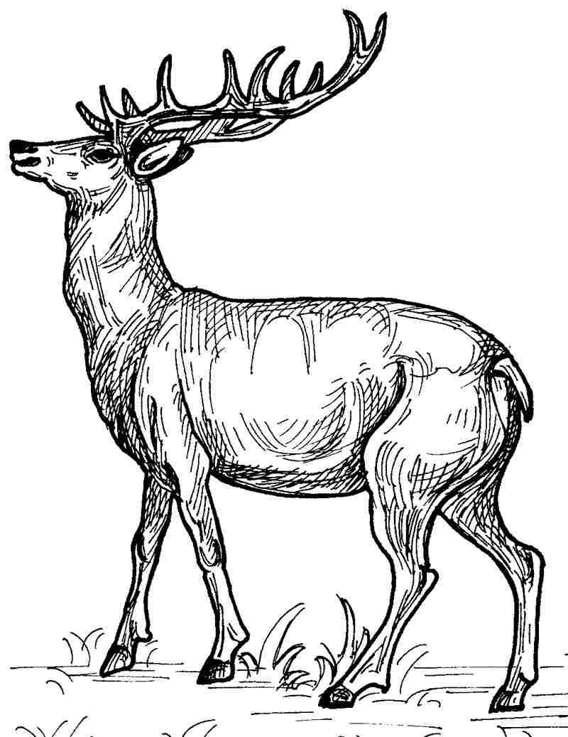 Drawings Deer (Animals) Printable coloring pages