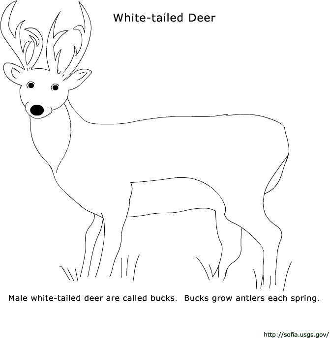 Coloring page: Deer (Animals) #2600 - Printable coloring pages