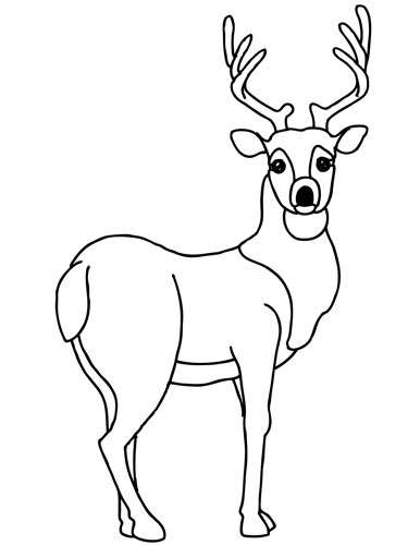 Coloring page: Deer (Animals) #2603 - Free Printable Coloring Pages