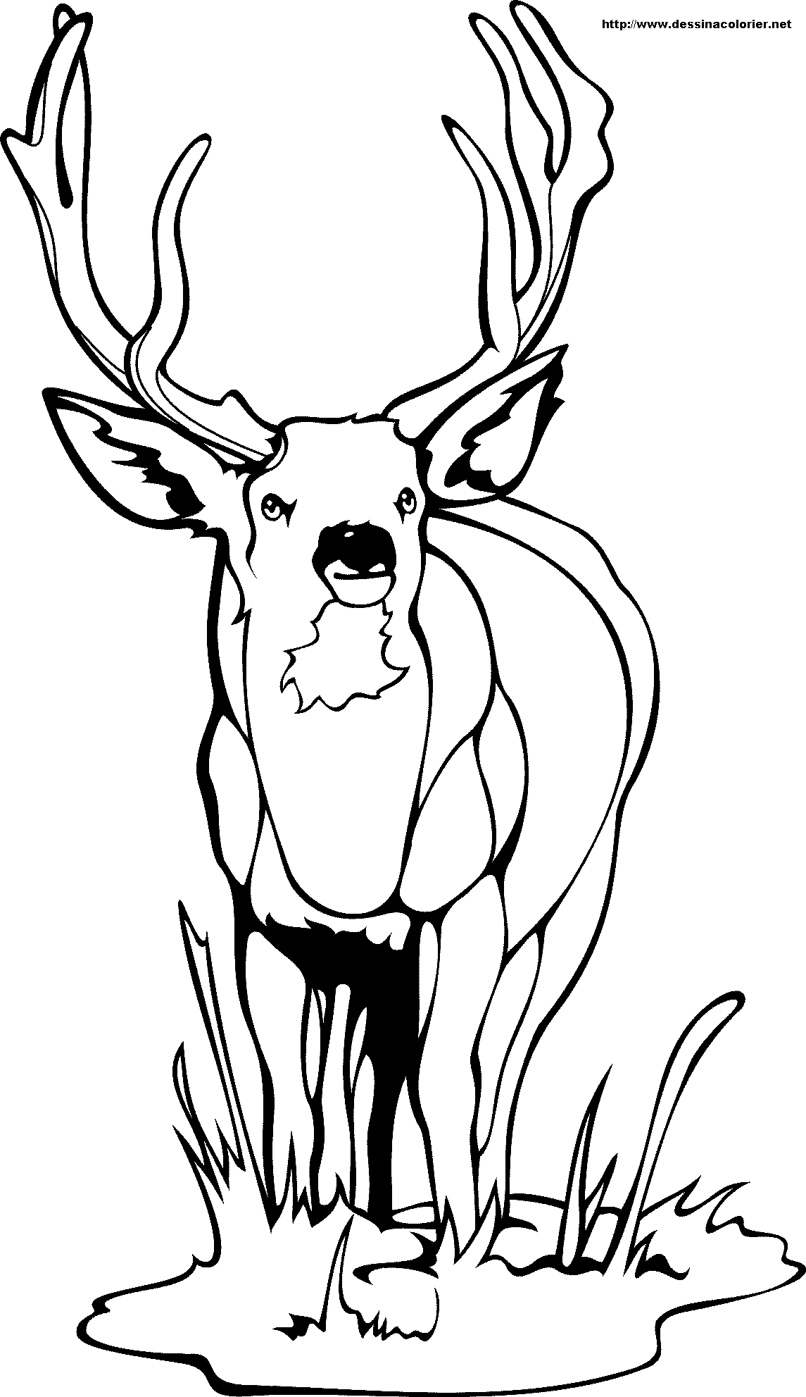 Coloring page: Deer (Animals) #2610 - Free Printable Coloring Pages