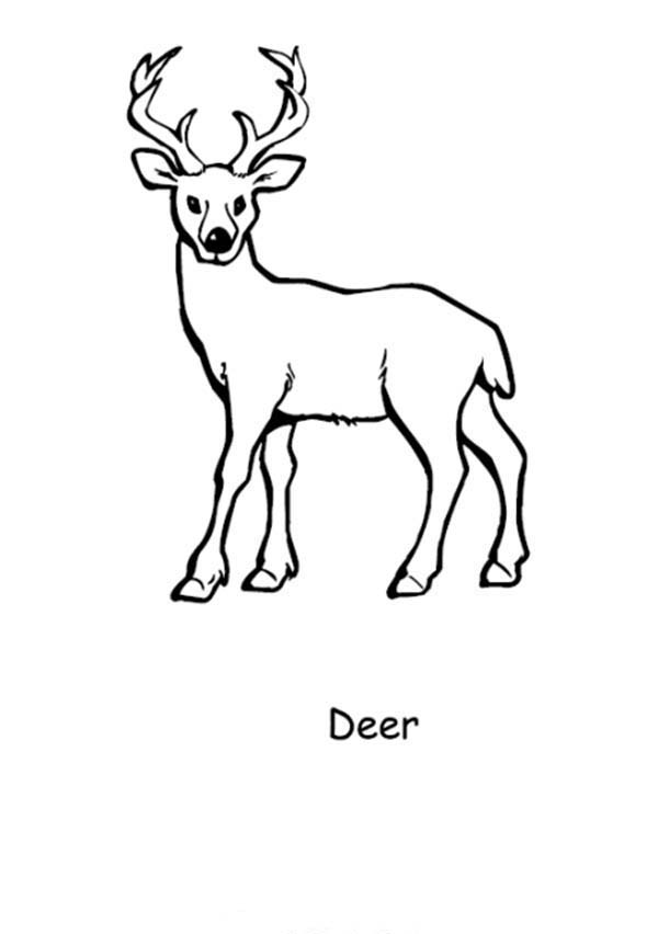Coloring page: Deer (Animals) #2618 - Printable coloring pages