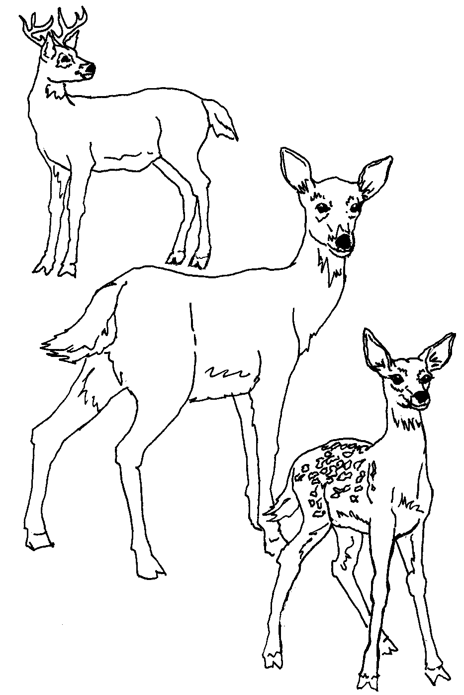 Coloring page: Deer (Animals) #2619 - Free Printable Coloring Pages