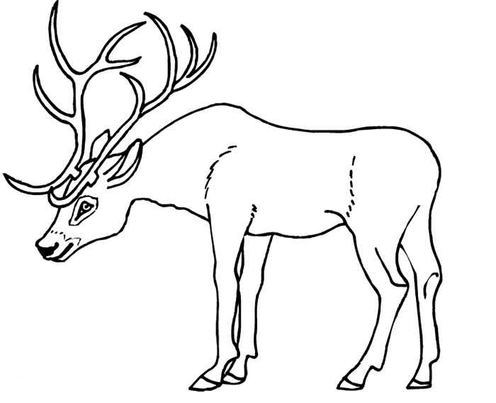 Coloring page: Deer (Animals) #2626 - Free Printable Coloring Pages
