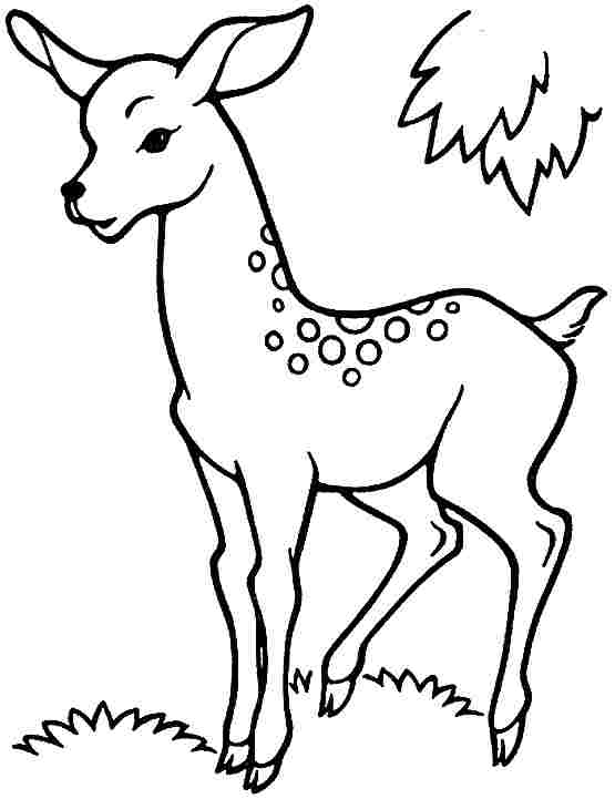 Coloring page: Deer (Animals) #2627 - Free Printable Coloring Pages