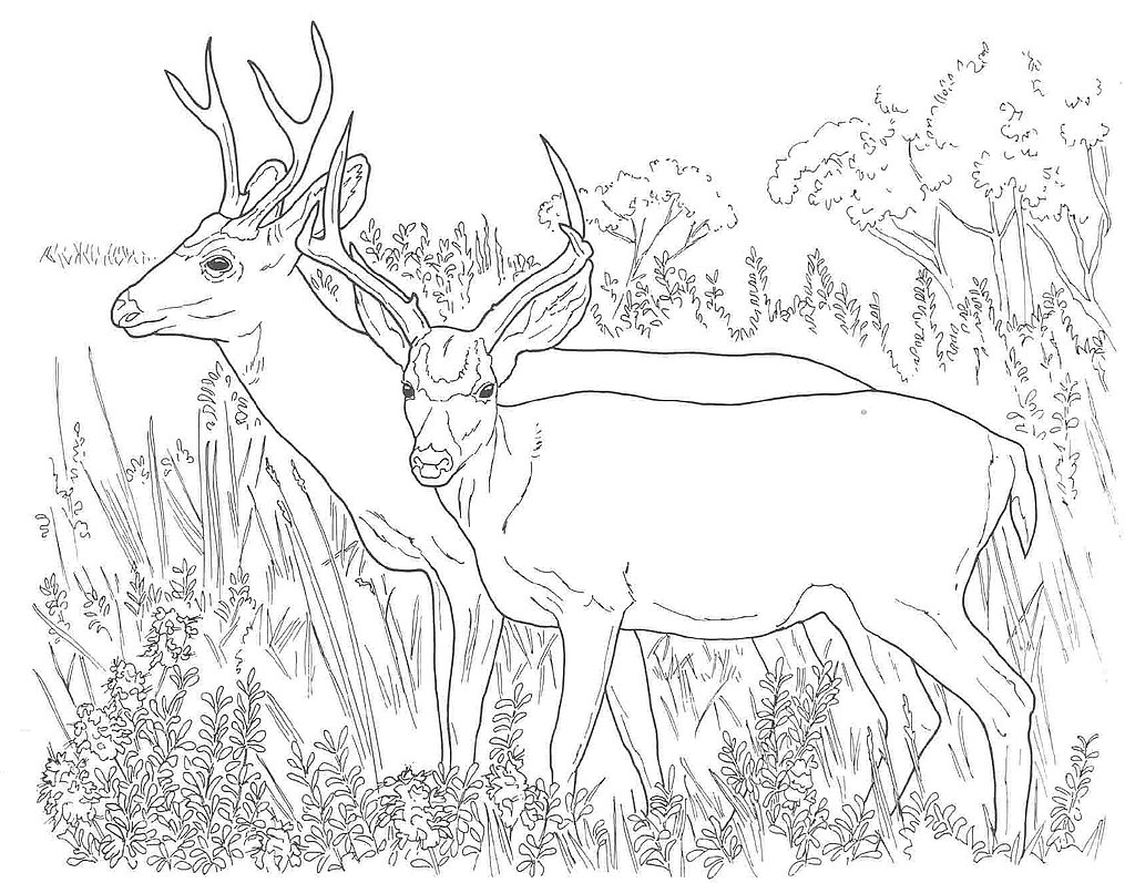 Deer 2632 Animals Printable Coloring Pages