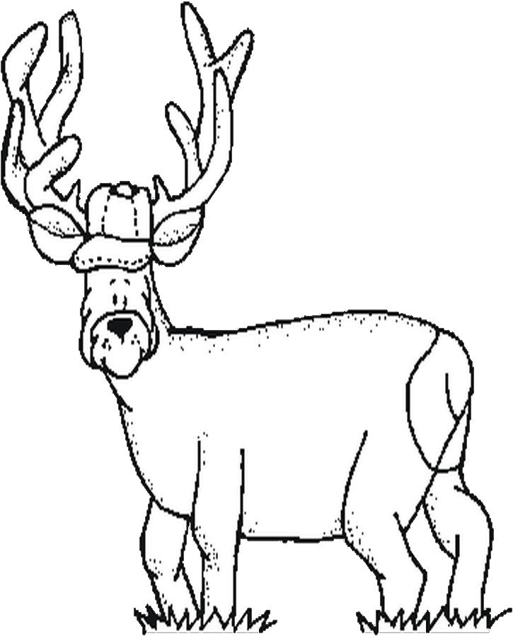 Coloring page: Deer (Animals) #2634 - Printable coloring pages