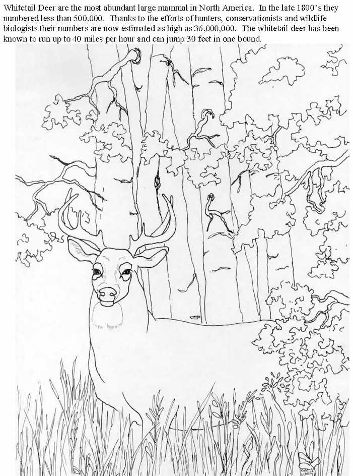 Coloring page: Deer (Animals) #2635 - Free Printable Coloring Pages