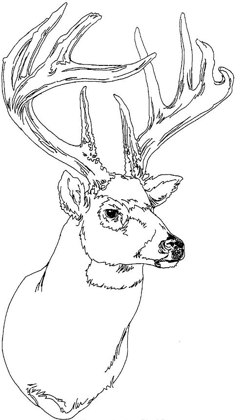 Drawings Deer Animals Printable Coloring Pages