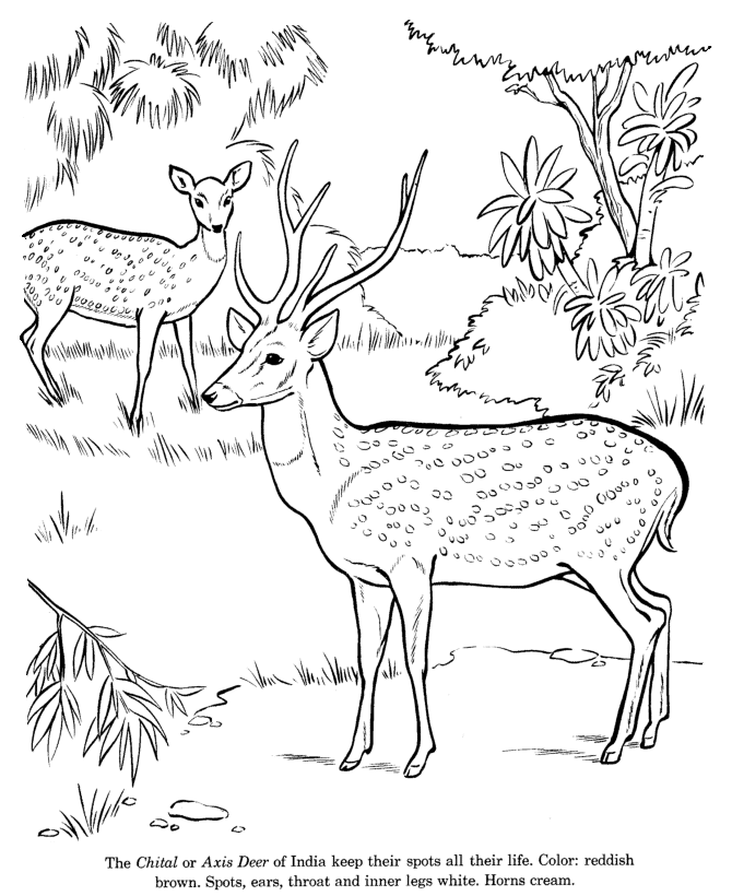 Coloring page: Deer (Animals) #2663 - Free Printable Coloring Pages