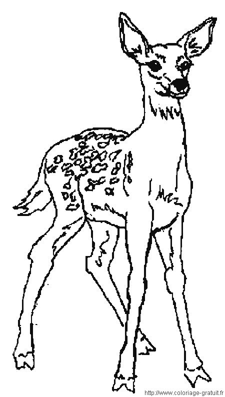 Coloring page: Deer (Animals) #2683 - Free Printable Coloring Pages