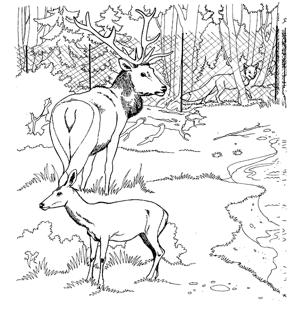 Coloring page: Deer (Animals) #2687 - Free Printable Coloring Pages