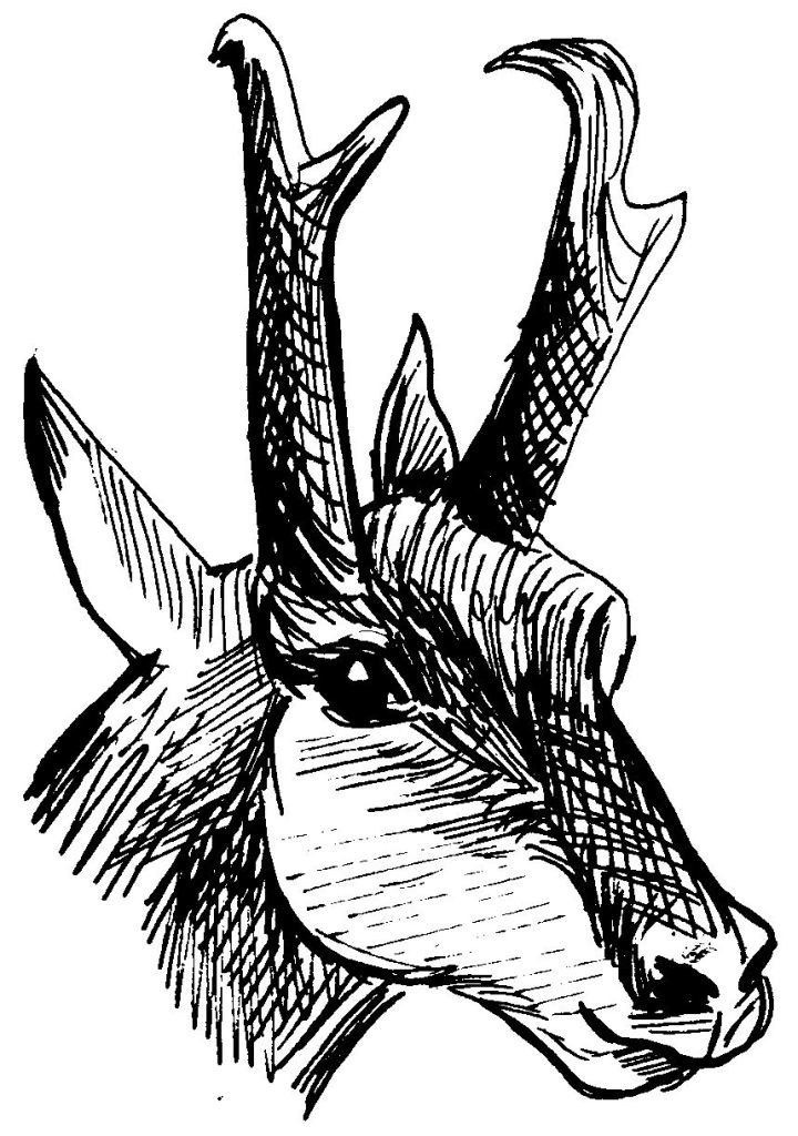 Coloring page: Deer (Animals) #2701 - Free Printable Coloring Pages