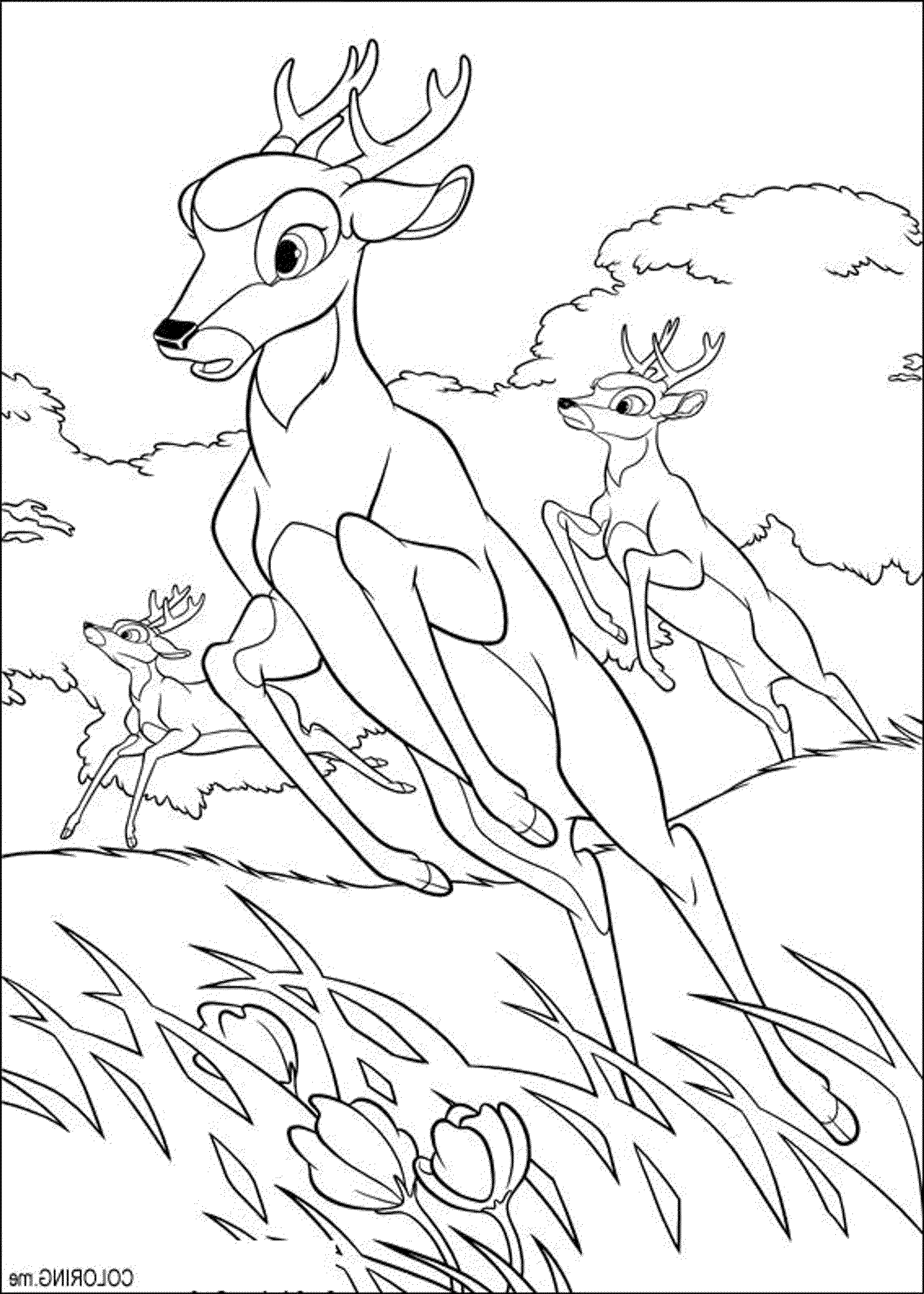 Coloring page: Deer (Animals) #2703 - Printable coloring pages