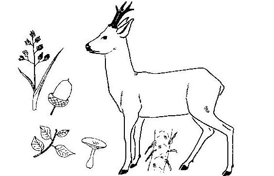 Coloring page: Deer (Animals) #2706 - Printable coloring pages