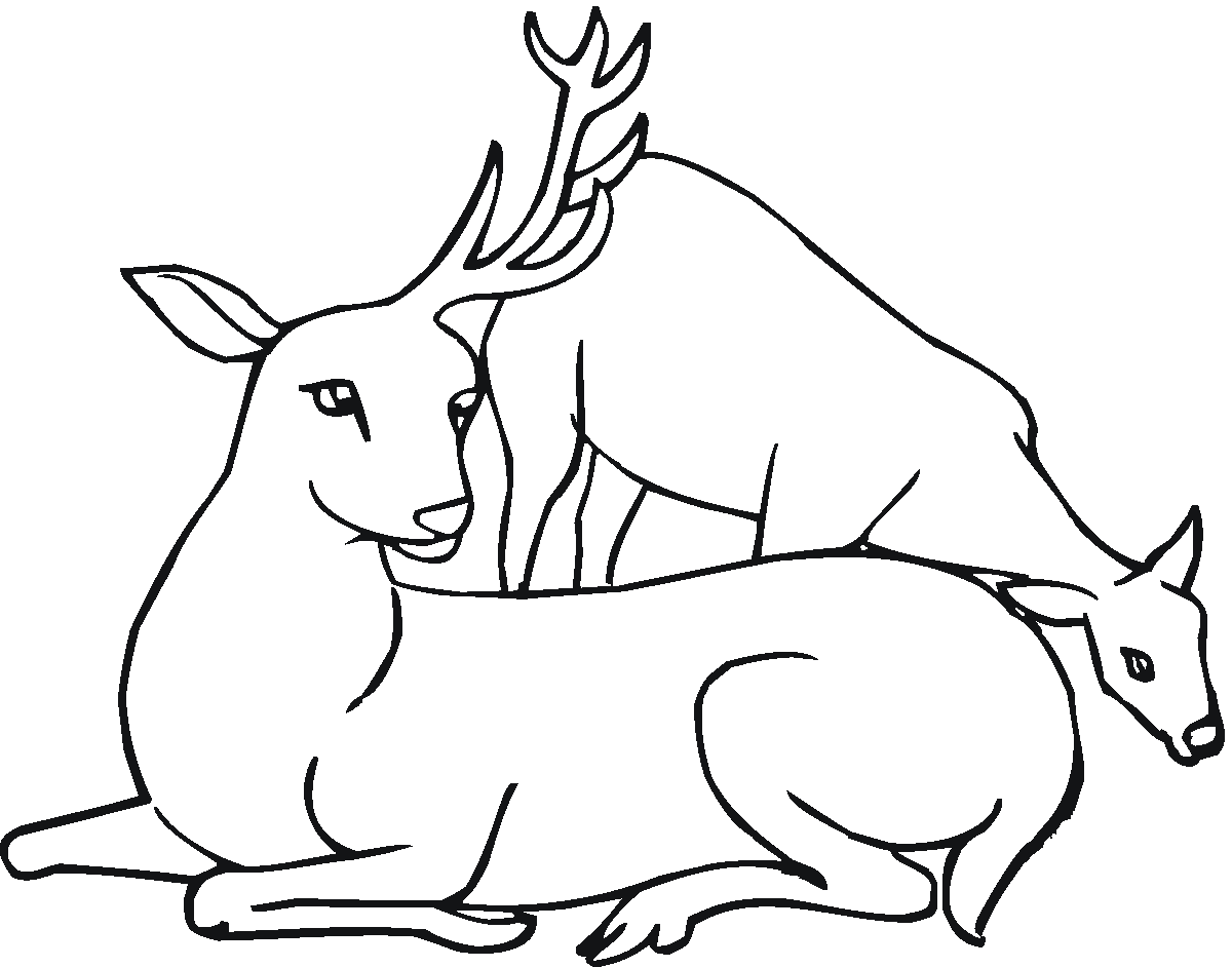 Coloring page: Deer (Animals) #2721 - Printable coloring pages