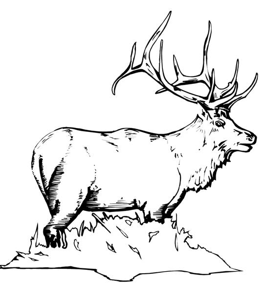Coloring page: Deer (Animals) #2722 - Free Printable Coloring Pages