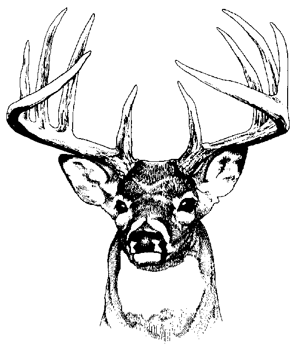 Coloring page: Deer (Animals) #2746 - Free Printable Coloring Pages