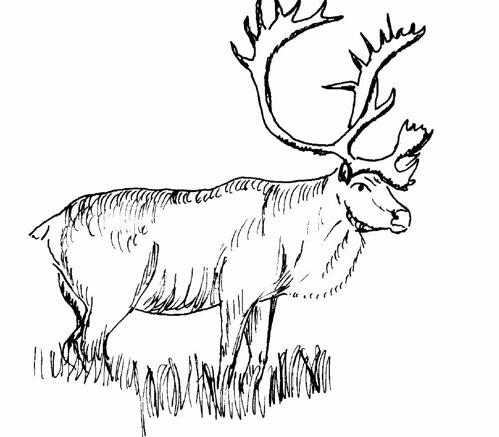 Coloring page: Deer (Animals) #2756 - Printable coloring pages