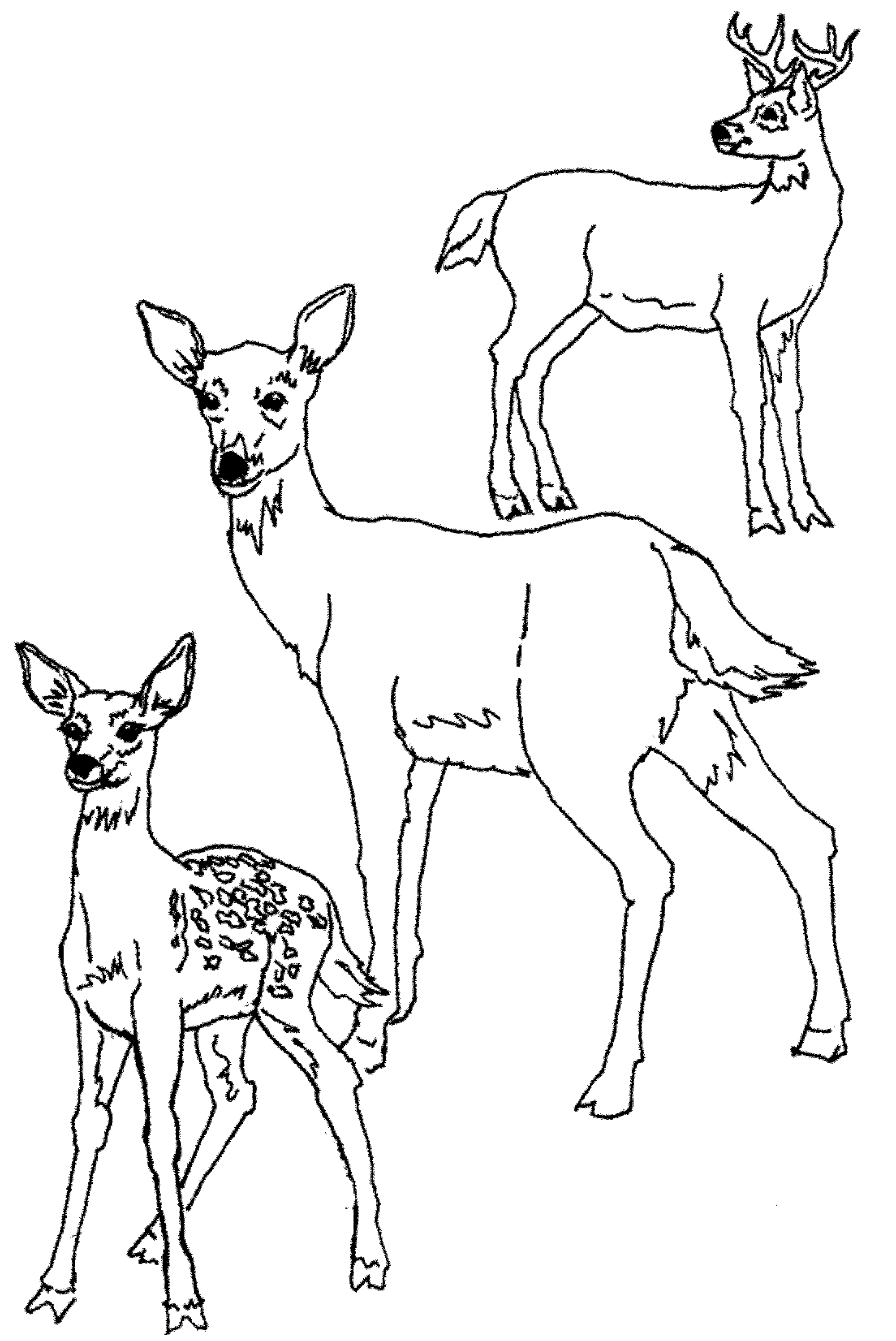Coloring page: Deer (Animals) #2760 - Printable coloring pages