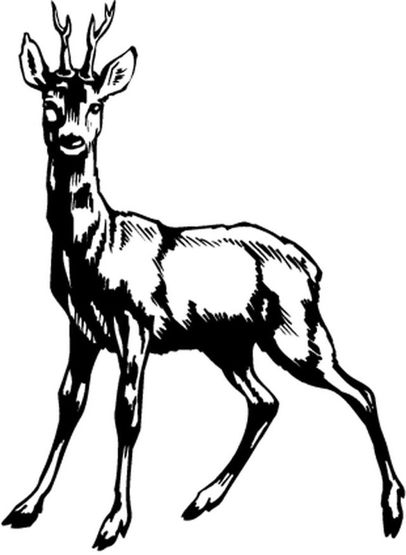 Coloring page: Doe (Animals) #1104 - Printable coloring pages