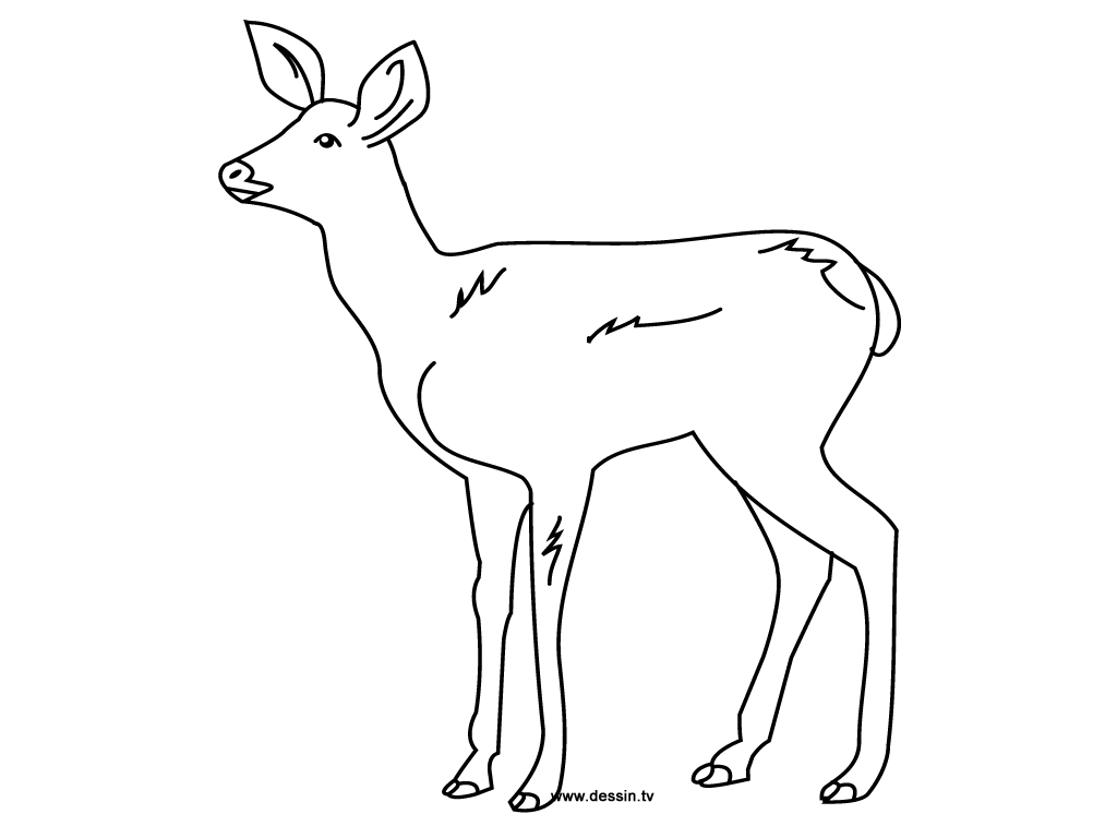 Coloring page: Doe (Animals) #1143 - Printable coloring pages
