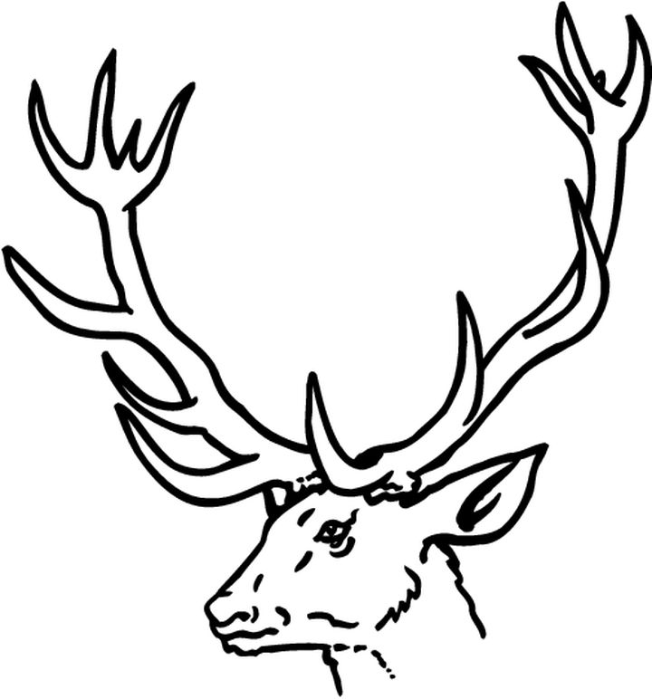Coloring page: Doe (Animals) #1168 - Free Printable Coloring Pages