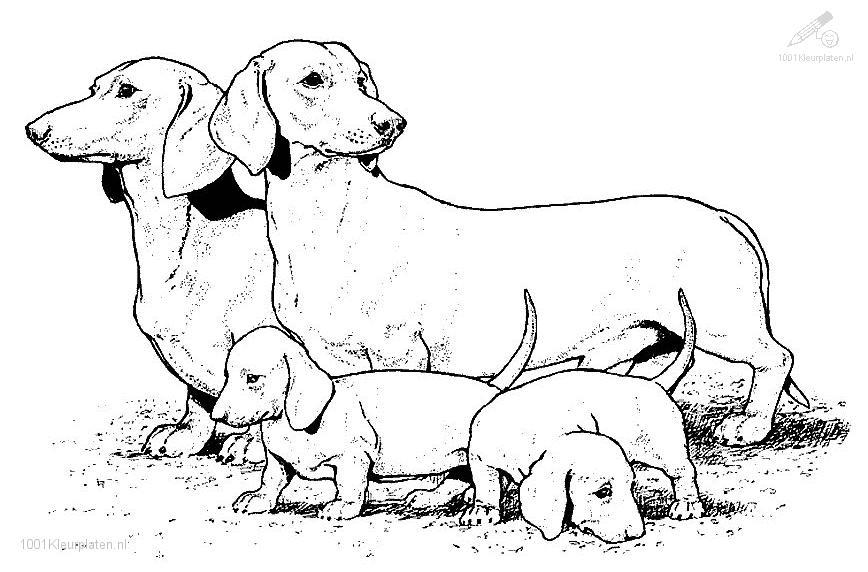 Coloring page: Dog (Animals) #3099 - Free Printable Coloring Pages