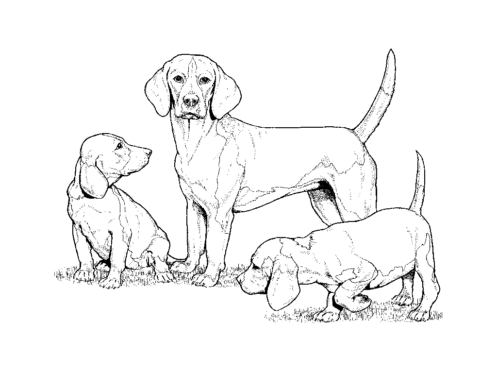 Coloring page: Dog (Animals) #3111 - Free Printable Coloring Pages