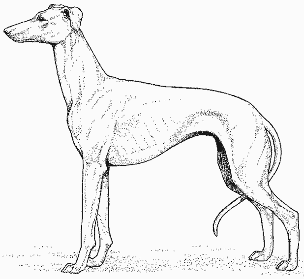 Coloring page: Dog (Animals) #3133 - Free Printable Coloring Pages
