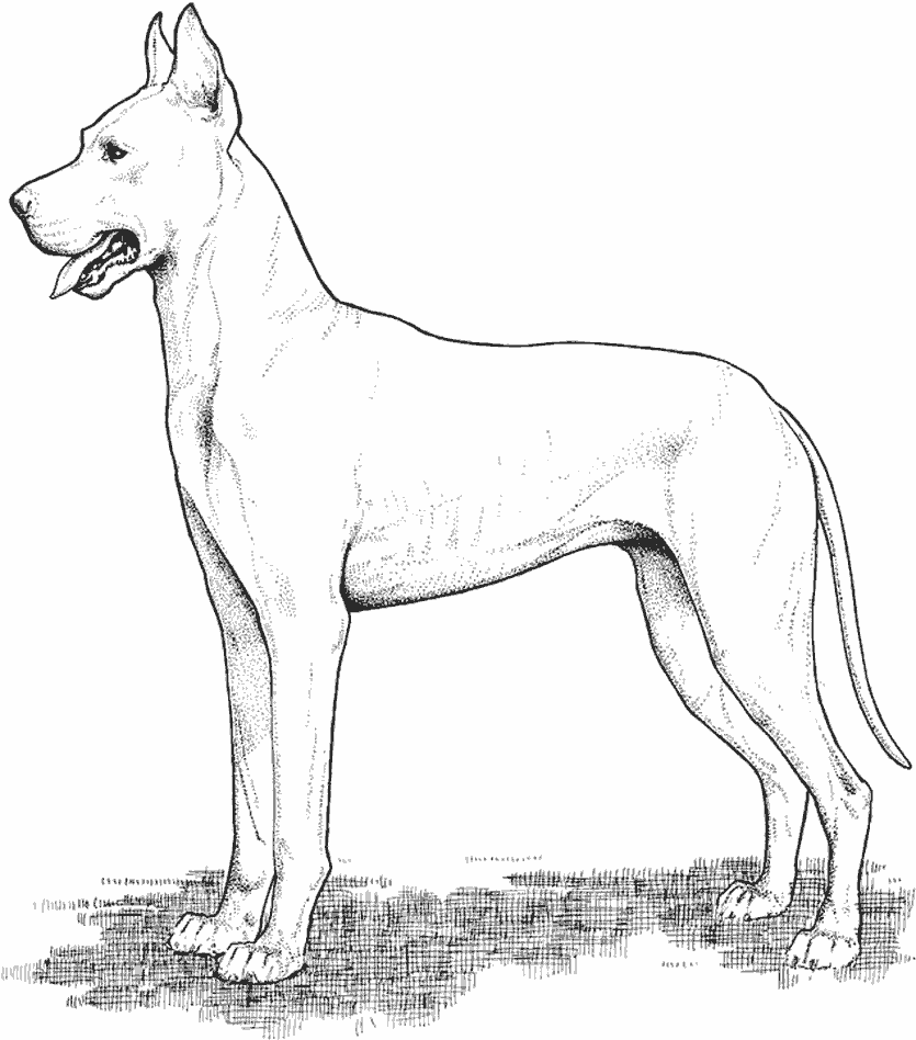 Coloring page: Dog (Animals) #3170 - Free Printable Coloring Pages