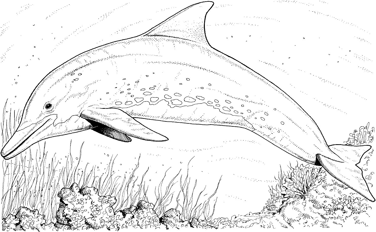 Drawing Dolphin #5092 (Animals) – Printable coloring pages