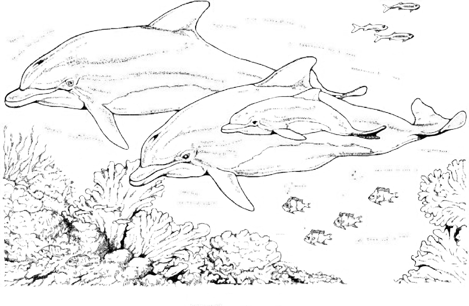 drawing dolphin 5107 animals printable coloring pages livre de coloriage fantastique pour licornes adultes